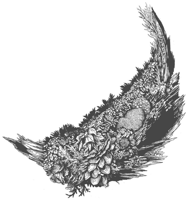 medialuna Coral2_edited.png