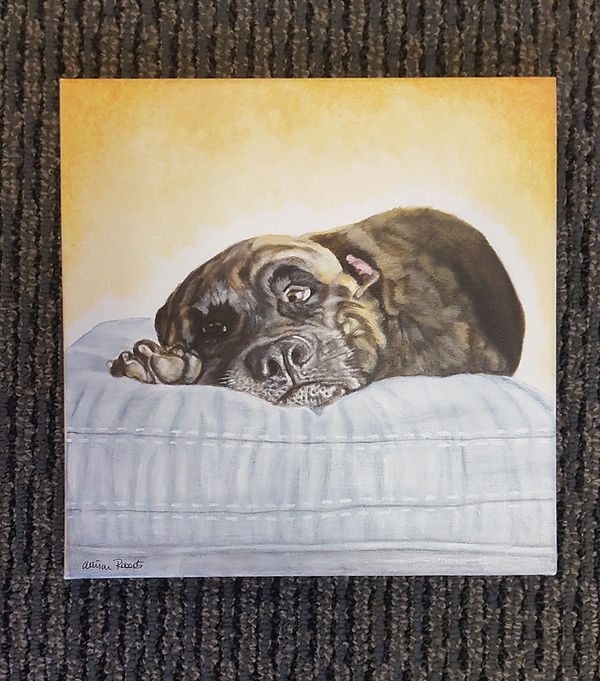 Cody pet portrait.jpg