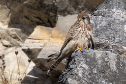 Turmfalke in Chamoson