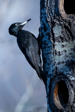 Schwarzspecht im Pfynwald bei Sierre