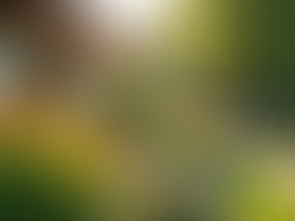 Expert Janitorial and Landscaping Services in Your Area