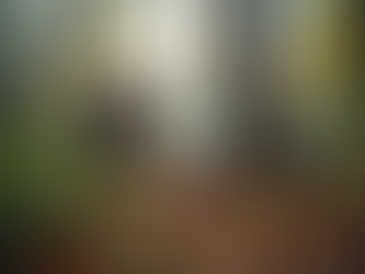 20 Years of Reliable Tree Removal and Installation Services