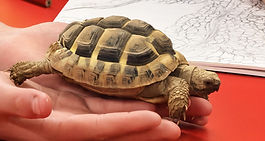 A close-up of the tortoise on a table
