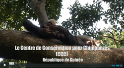 Projet Primates