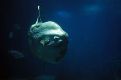 poisson lune