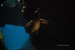 manchot du Cap (Spheniscus demersus)