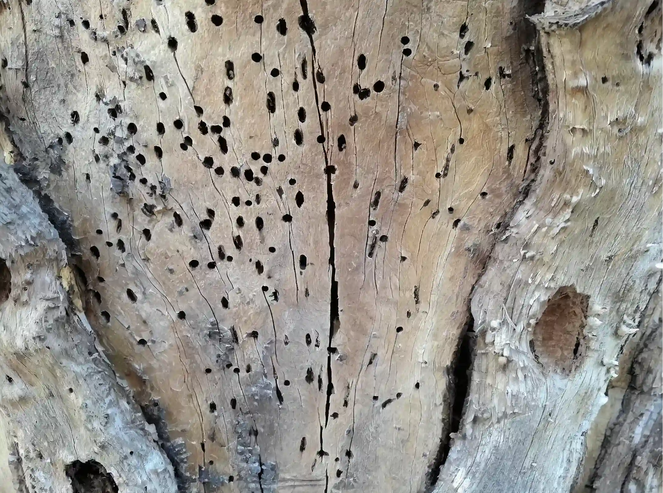 Oak Tree Health in the City How To Tell an Oak Tree Is Dying and What