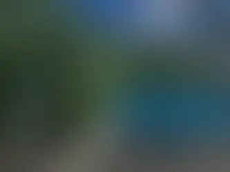 Oak Tree Health in the City: How To Tell an Oak Tree Is Dying and What to Do