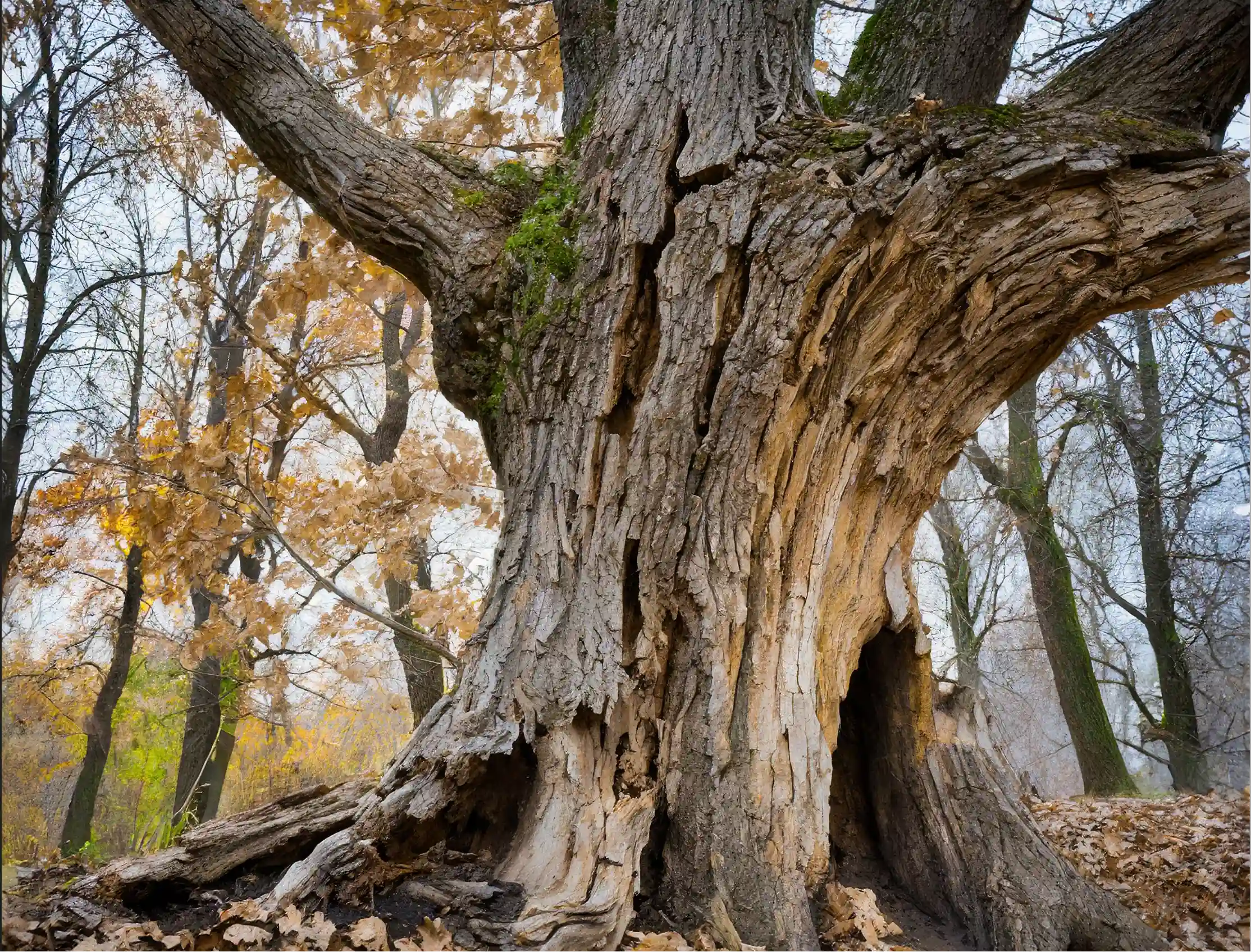 Oak Tree Health in the City How To Tell an Oak Tree Is Dying and What
