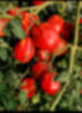 1000023237_edited_edited.jpg
