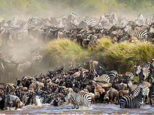 The "Twin Migration" Wedding Experience: Pairing a Mara Bush Vow with Watamu Whale Watching