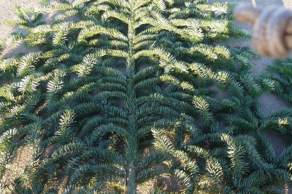 Kranzreisig Nordmanntanne pro Bund