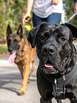 Firefly_a cane corso with floppy ears and a malinois with their mouths closed,  looking ca