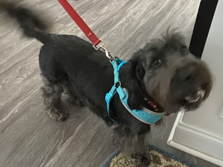 Furry Friends: Meet Fluffers!