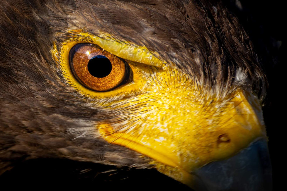 Harris_s Hawk_Port Elizabeth_South Africa_065.jpg