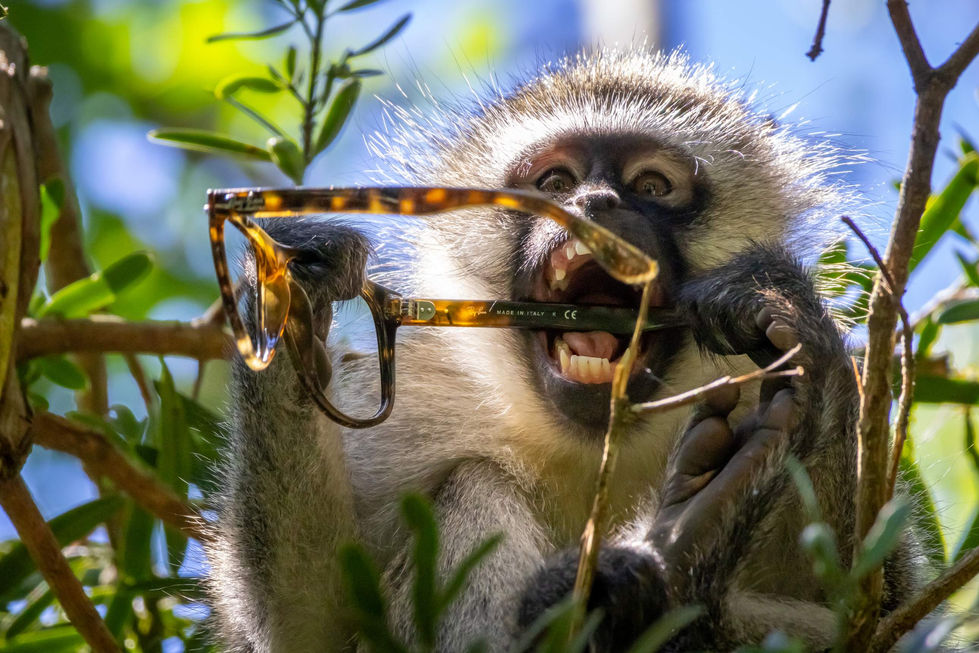 Vervet Monkey_Plettenberg Bay_South Africa_050.jpg