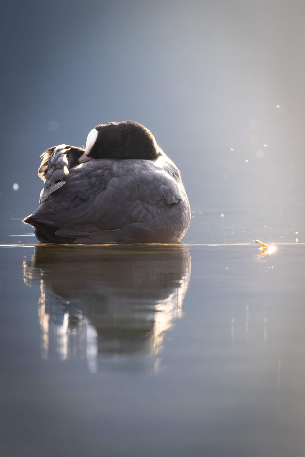 Eurasian Coot_Vorarlberg_Austria_078.jpg