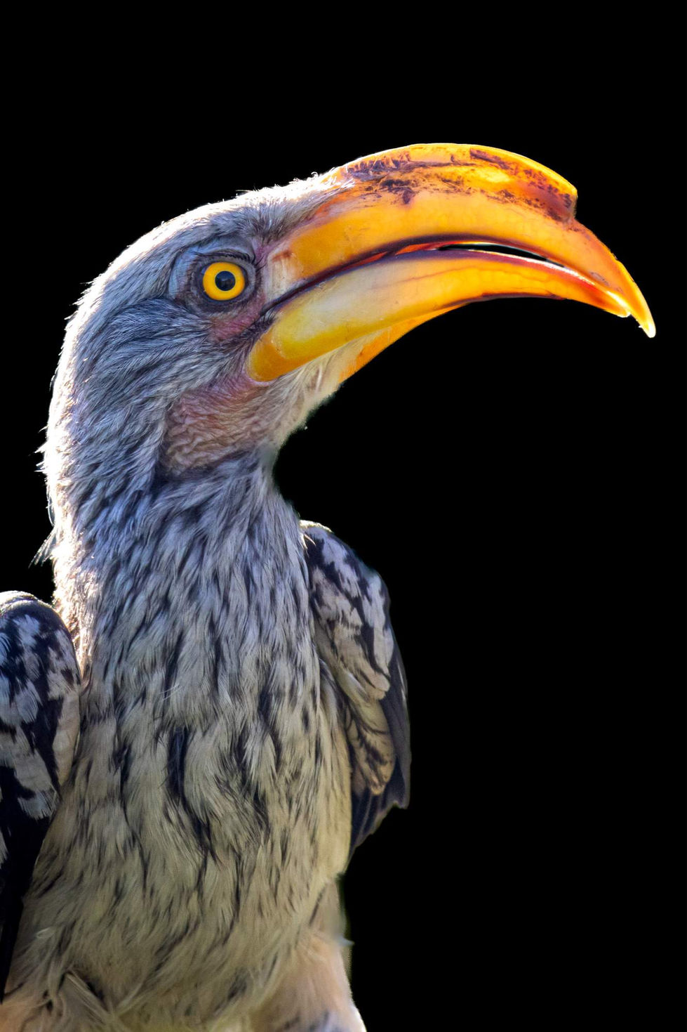 Hornbill_Port Elizabeth_South Africa_066.jpg