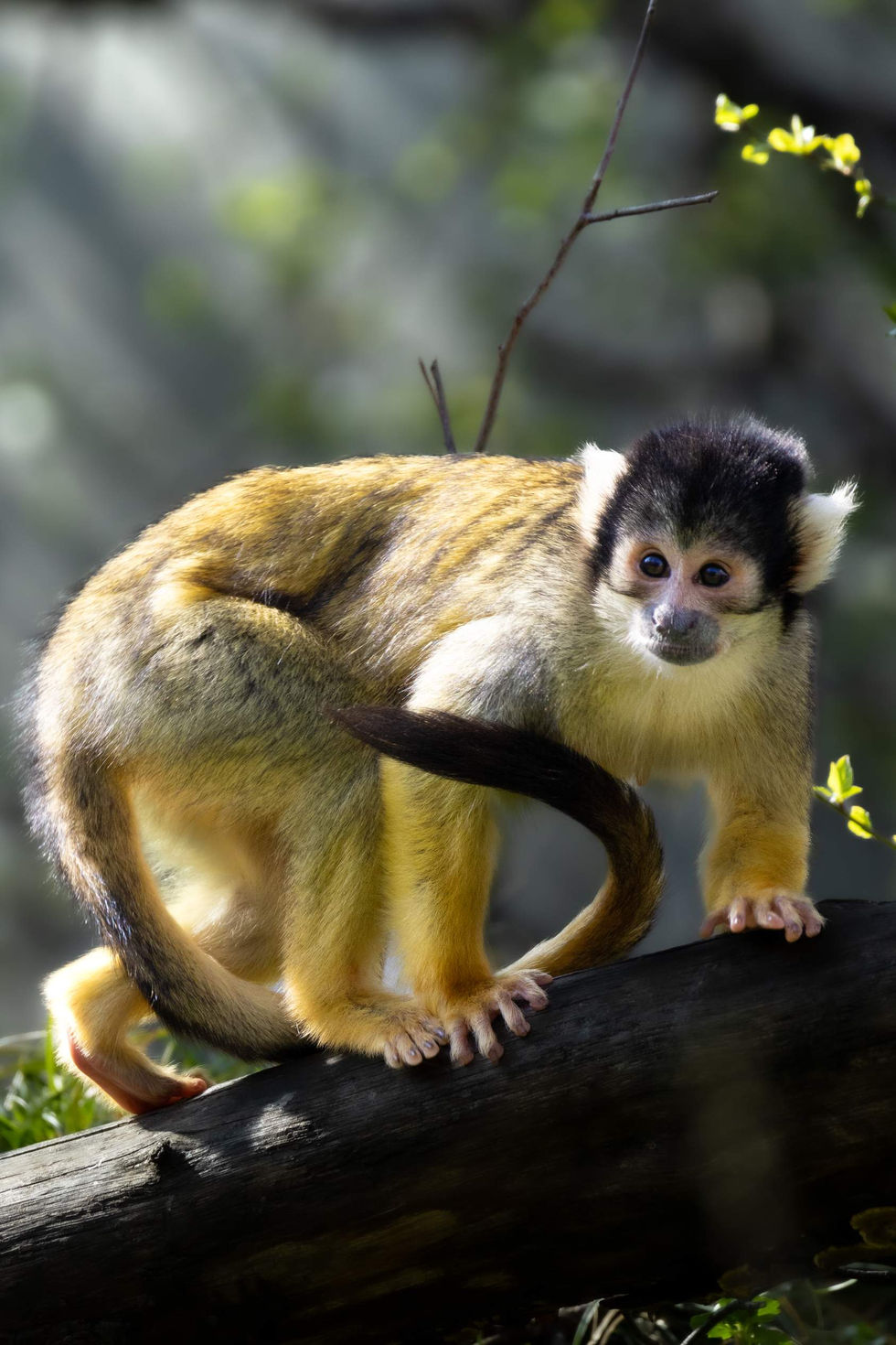 Squirrle Monkey_098.jpg