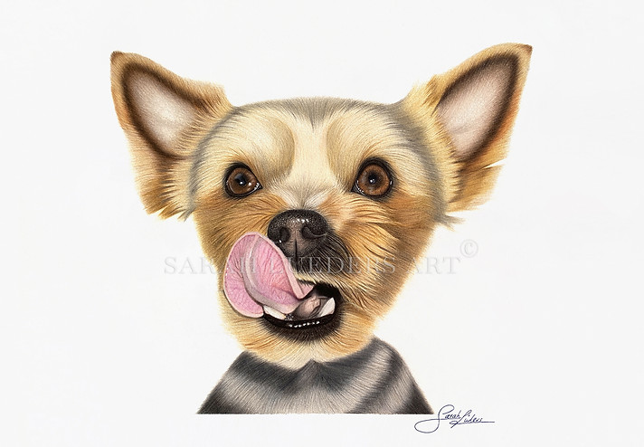 YorkshireTerrier_signiert_Webseite1.jpg
