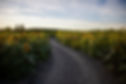 Sunflowers 2020-57.jpg