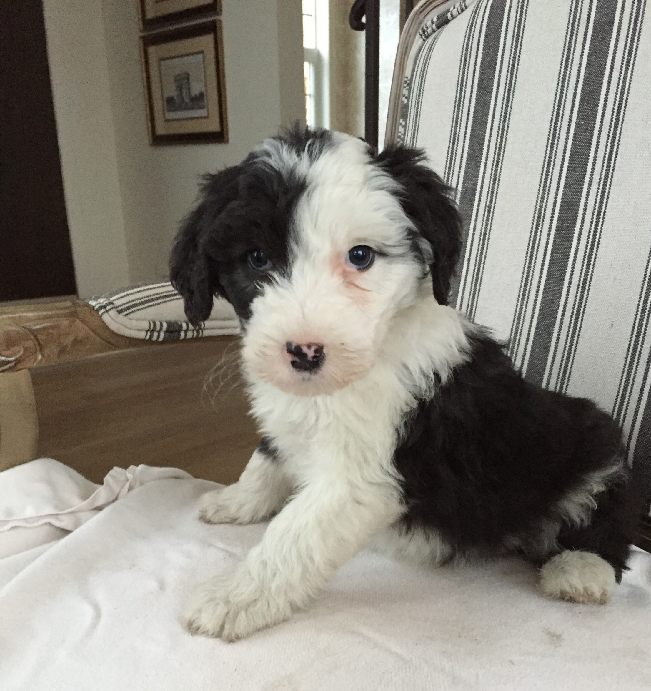 sheepadoodle bc
