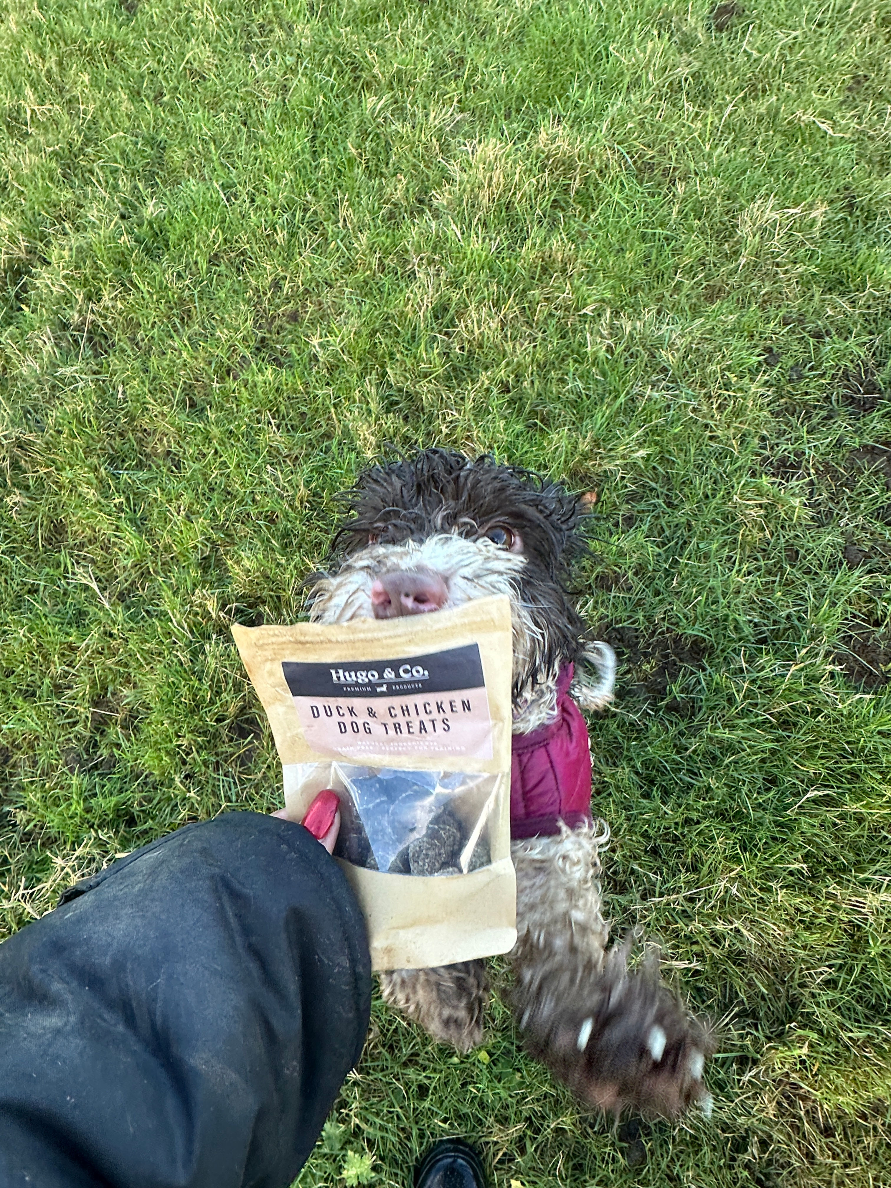 Dog Treats- Hugo & Co