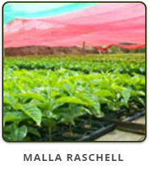 MALLA RASCHELL