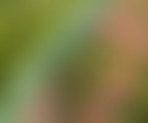 The NT is the best escape from COVID19