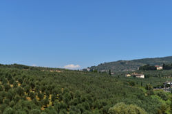 Vinci
