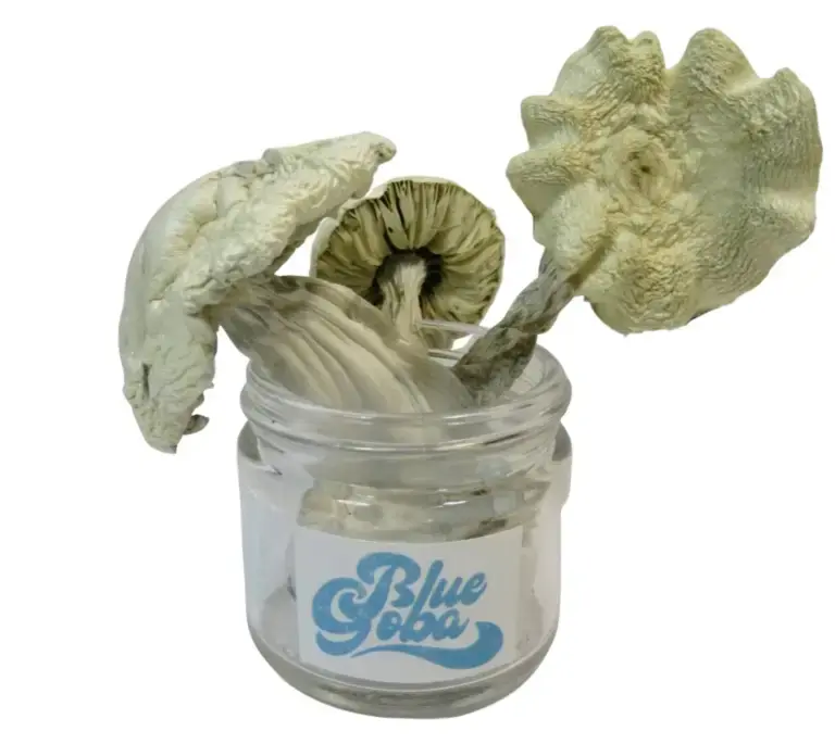 Albino Jedi Mind Fuck Magic Mushrooms