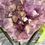 Thumbnail: Amethyst Cluster Polished Heart 1.66kg