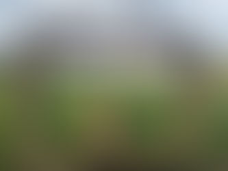 Why Hiring a Private Dog Field Might Be the Best £10 You Ever Spend!