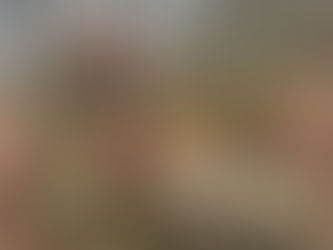 A Hidden Gem for Dogs Who Need Space: Our Visit to  Woofing Woods