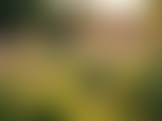 Mastering Gardening Techniques for Colorado's Climate Gardening Advice