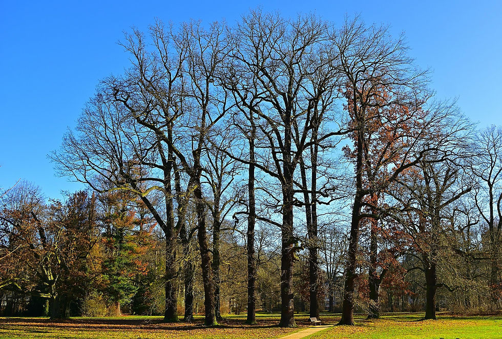 jggrz-park-4674358_1920.jpg