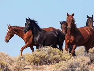 The Enigmatic Beauty —Nevada's Clan Alpine Herd Management