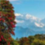 Stunning view of the Kanchenjunga range from Barsey Rhododendron Sanctuary with vibrant rhododendrons near Emaho Boutique Resort, perfect for a nature stay in Sikkim.