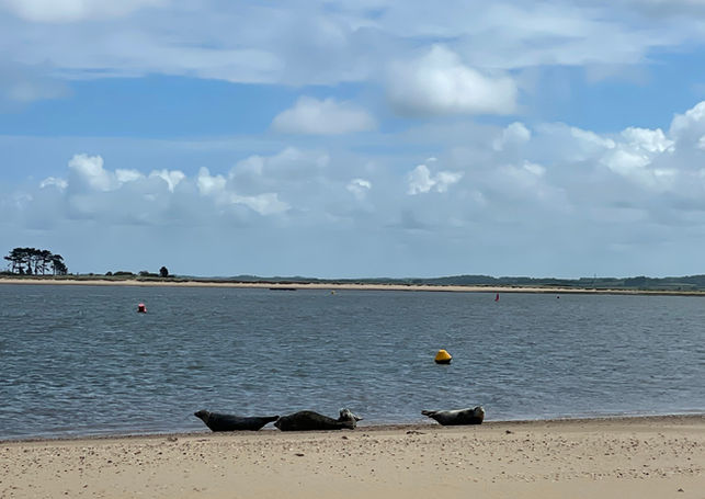 Seals at Wells -Next-The-Sea