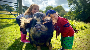 Top of the Woods Campsite Provides the Best Eco Luxury Glamping & Camping Nature Retreat Holidays in Pembrokeshire and Cardigan Bay in Wales, UK. Sustainable Staycations, near Beautiful Beaches, Nature, Woodlands, and Dog Friendly Breaks - Meet the Piggie Family