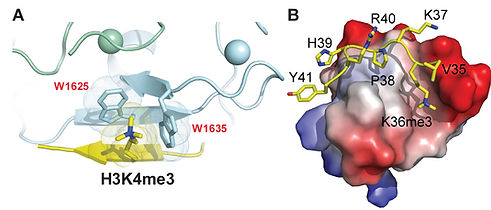 Fig_1_KDM5A_PHD_phf1Tud.jpg