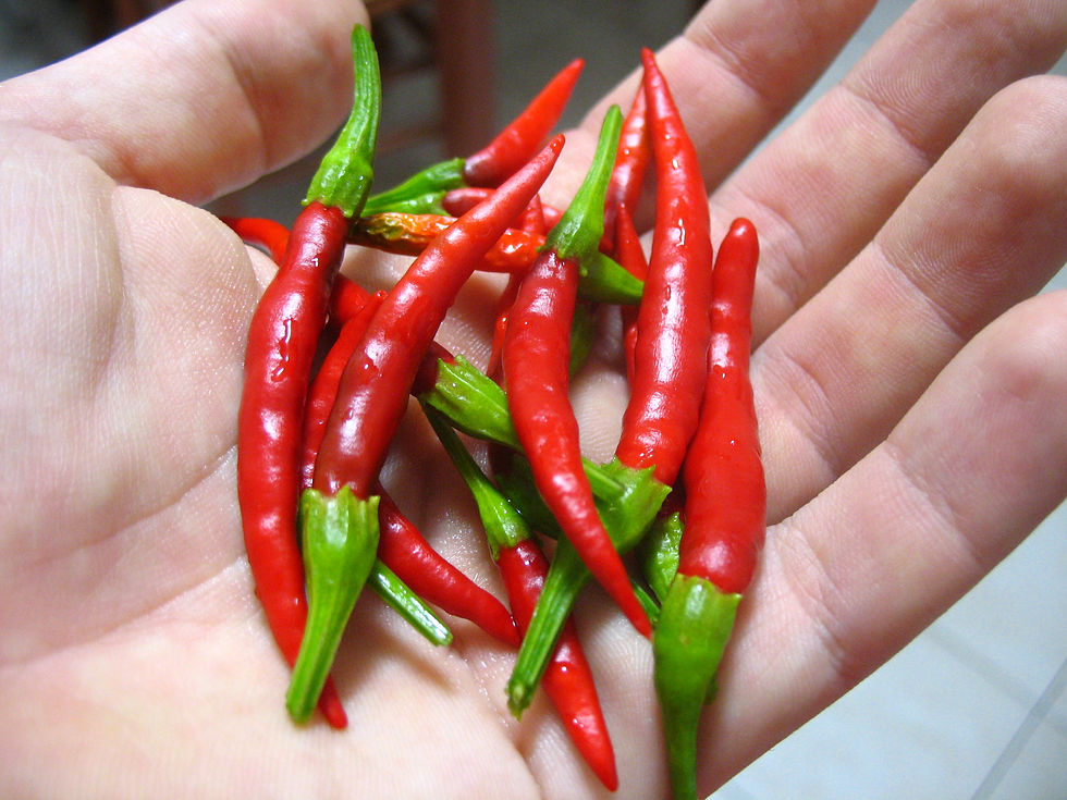 Chile De Arbol