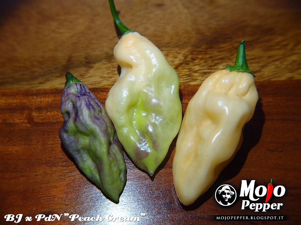 Cream Peach Bhut x Neyde