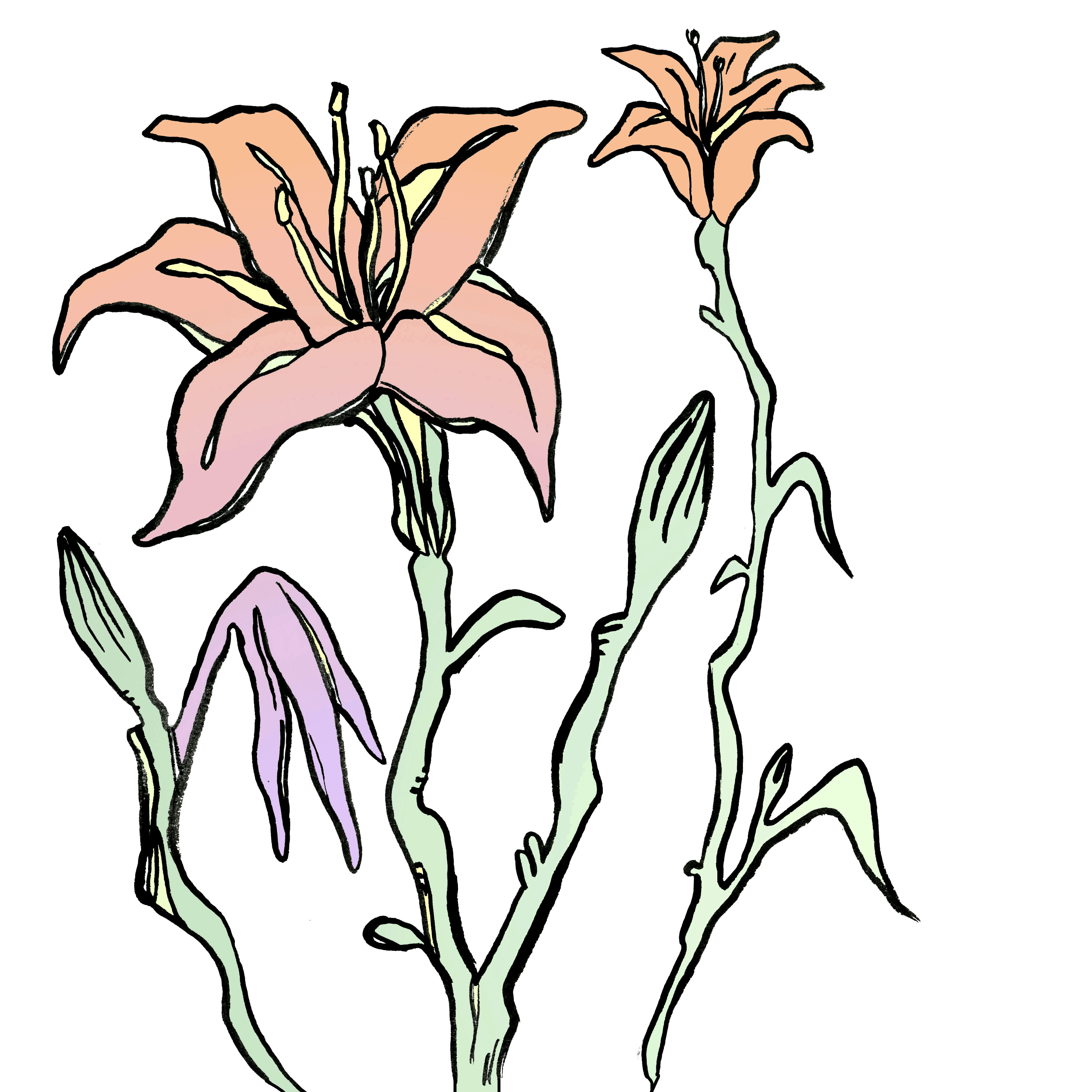Bumblin'-day-lily.gif