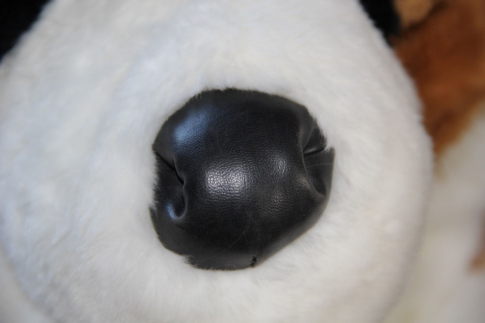 Thumbnail: Animal Alley St Bernard