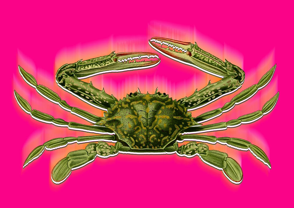 Thumbnail: Acid Crab: Limited Edition Art Print | Framed or Unframed