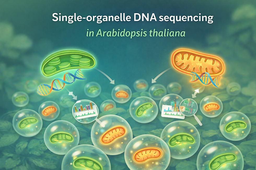 新規論文:Single-organelle DNA-sequencing of chloroplasts and mitochondria in Arabidopsis thaliana