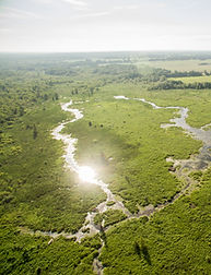 An overhead view of a wetland with green grass and winding streams with sunlight gleaming on the water and a gray sky overhead.