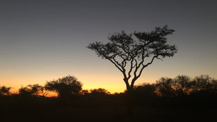 Bayeté African Bush. A Love Letter.