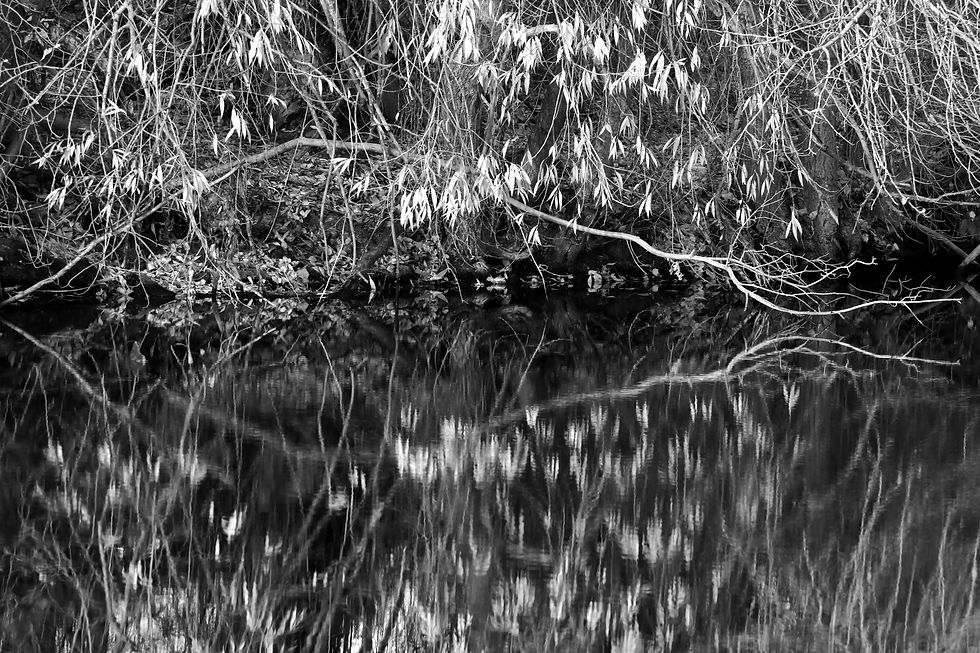 Reflecting Tree - 2018
